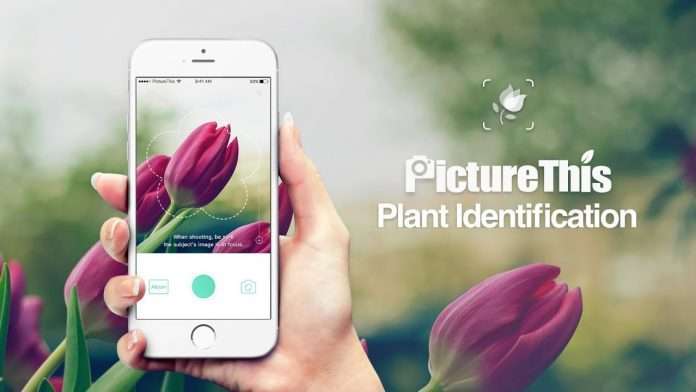 Picture This